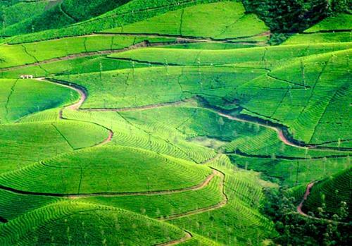 Viduthi Homestay