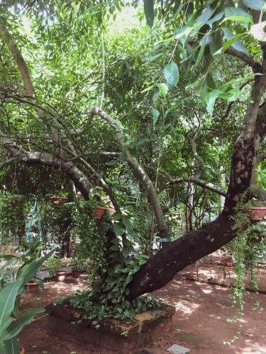Bed & Breakfast Palm Grove Service Villa