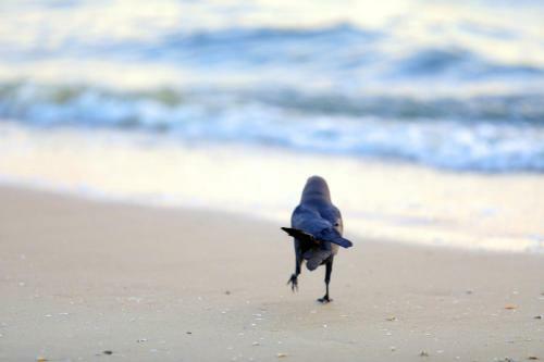 Hostal Pine Beach Residency