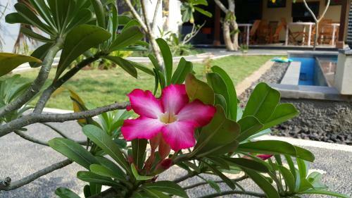 Hostal The Taran Villas Lembongan