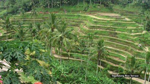 Hotel Zen Rooms Ubud Sri Wedari