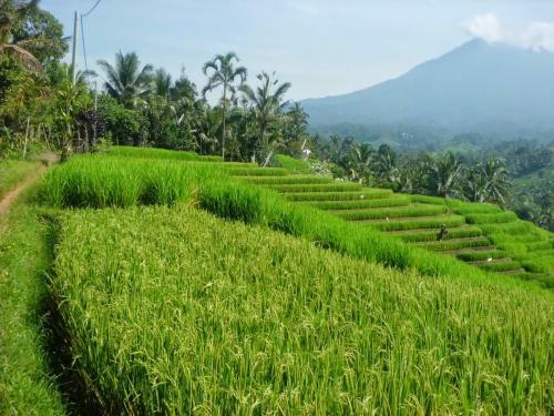 Hotel Zen Rooms Badung Nyangnyang Sari