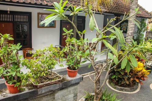 Hostal Nyoman Guest House