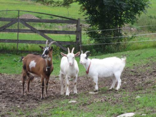 Agroturismo Mussbachhof
