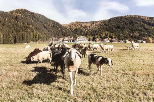 Almfamilyhotel Scherer