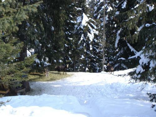 Apartamento Ferienhaus B�sch
