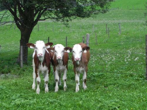 Agroturismo Matzenhof