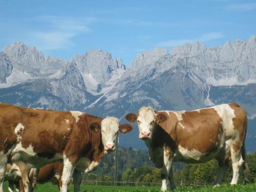 Bed & Breakfast Malernhof