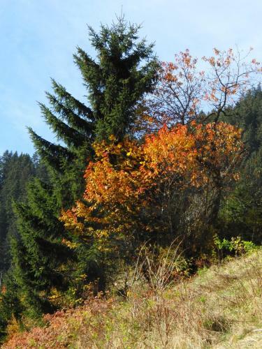 Hostal Apart Garni Astrada