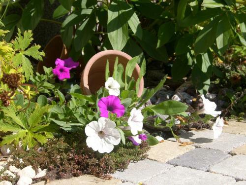 Hostal G�stehaus Elisabeth