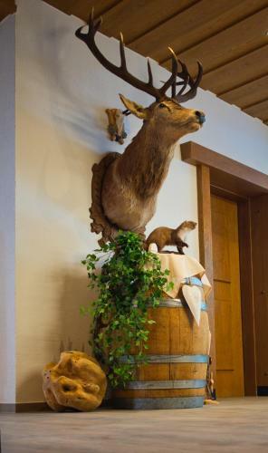Hostal Apart Felsenhof