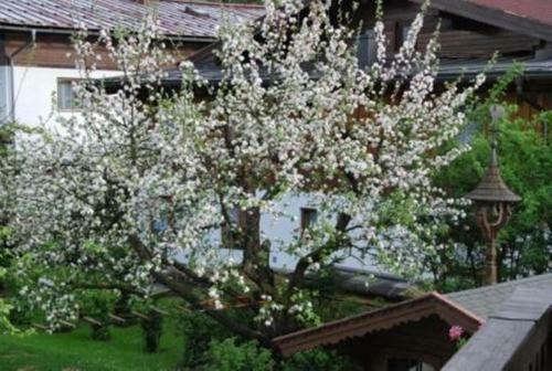 Apartamento Haus Gertraud