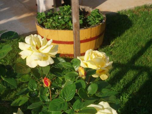 Hostal Pansion Rajic