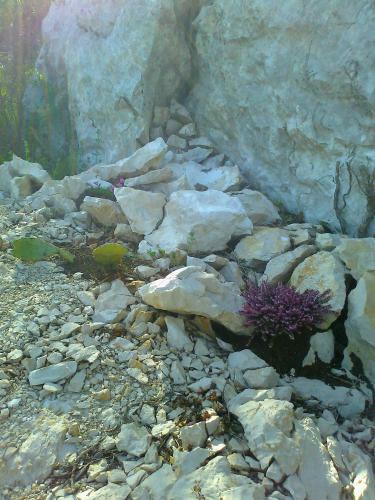 Hostal Pansion Rajic