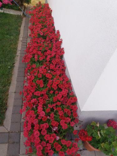 Hostal Pansion Ljubica