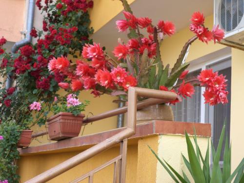 Hostal Guest House Stoyanovi