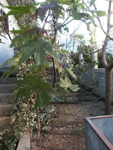 Apartment Orebic 266a