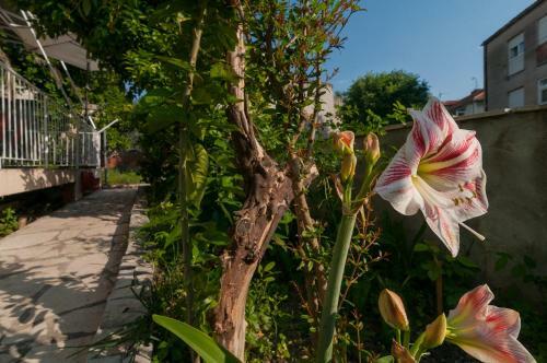 Apartment Vedrana
