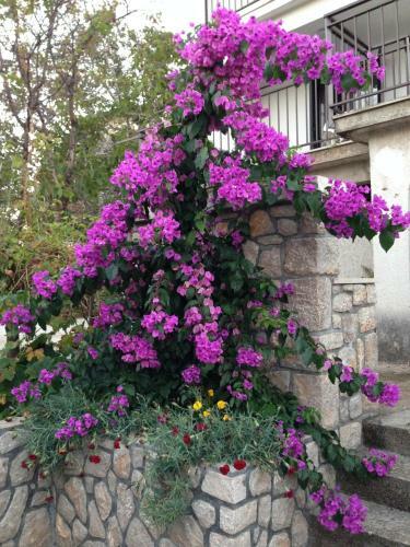 Apartamentos Guesthouse Maver