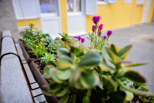 Luka Residence Apartments