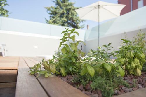 Apartamentos Villa Danex Premium