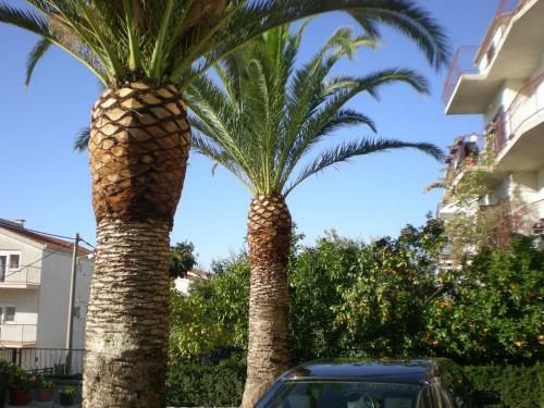 Apartments Amio