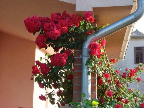 Villa Rose Garden Apartment