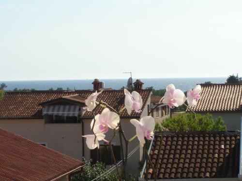 Apartments Miani