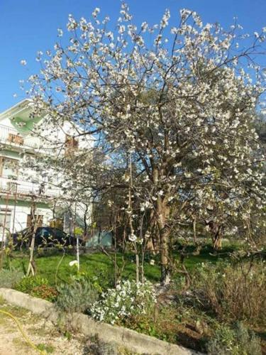 Apartmani Tereza