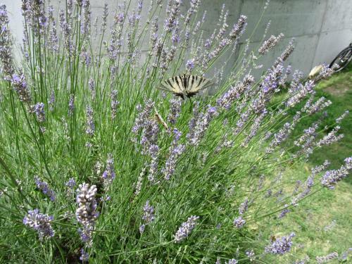 Hostal Guesthouse Trogir Proto