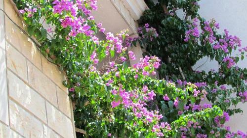 Apartments Ratac Makarska