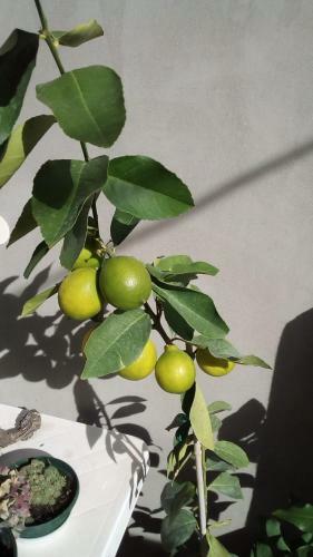 Apartment ?ibenik Mandalina