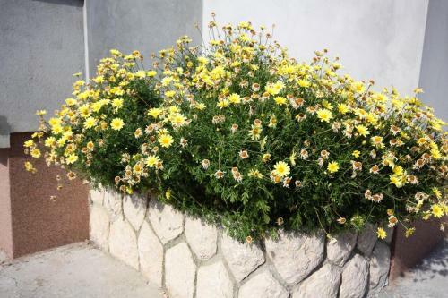 Apartment Kampor 4986a