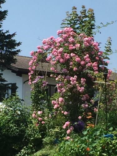 Pension Landhaus Aubauerngut