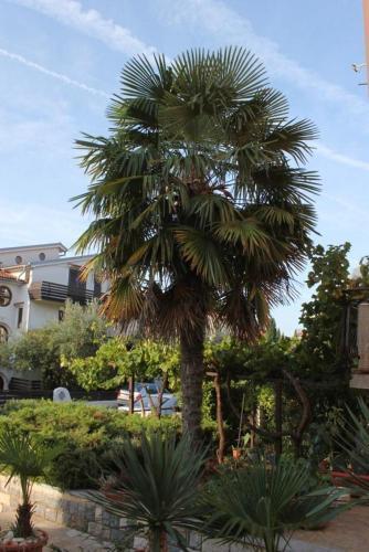 Apartment Novigrad 7120b