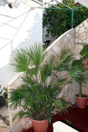Apartments By The Sea Drasnice (makarska) - 6051