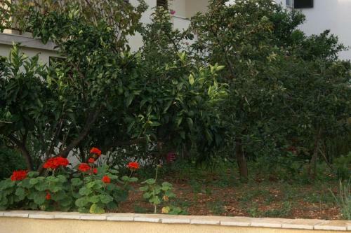 Apartment Supetar 2845a