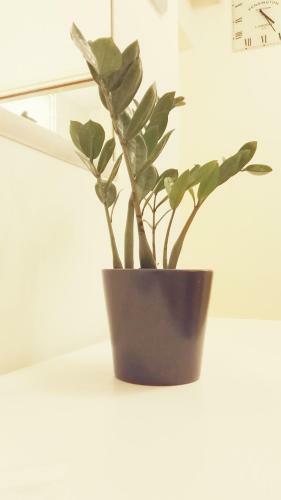 Apartment Twins