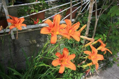 Hostal Apartment Orebic 10177a