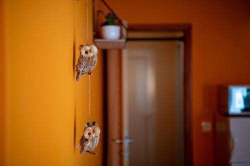Apartment Orange 29