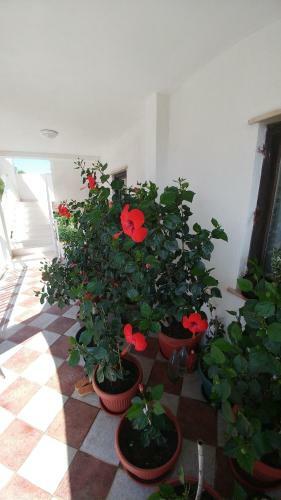Apartments Antonio