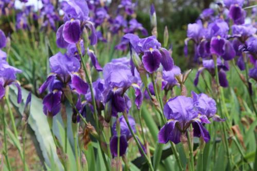 Apartments Iris