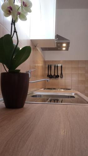Apartment Stegic 1234