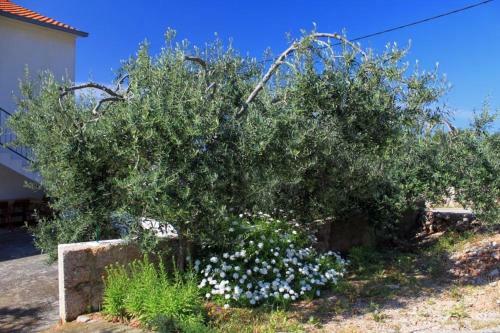 Apartments By The Sea Zavala (hvar) - 8745
