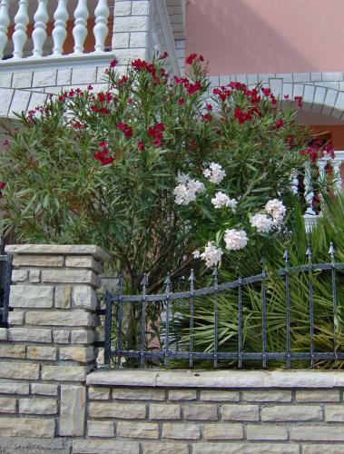 Apartments Tonimir
