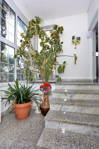 Apartamentos Villa Dalmatia