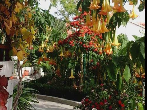 Hostal House San Antonio