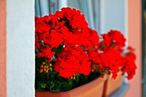 Hostal Apartment Lalita