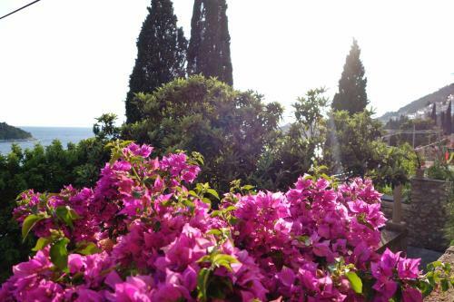 Apartamentos Villa Matilda