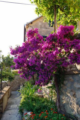 Apartamentos Villa Matilda